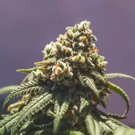 Green Punch - Royal Queen Seeds 3