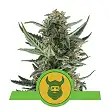 Royal Dwarf - Royal Queen Seeds 5