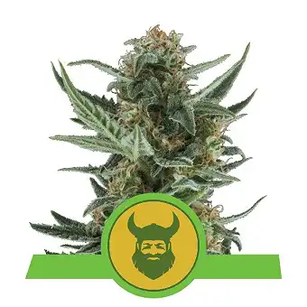 Royal Dwarf - Royal Queen Seeds 5