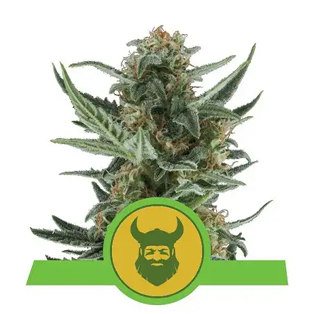 Royal Dwarf - Royal Queen Seeds 5