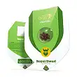 Royal Dwarf - Royal Queen Seeds 2 Royal Dwarf - Royal Queen Seeds 2