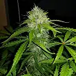 Royal Dwarf - Royal Queen Seeds 3