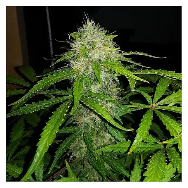 Royal Dwarf - Royal Queen Seeds 3