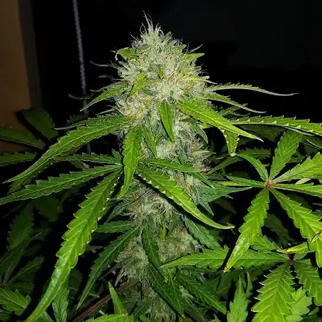 Royal Dwarf - Royal Queen Seeds 3