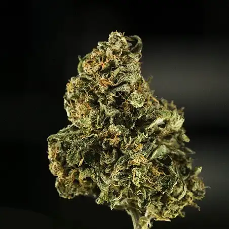 Royal Dwarf - Royal Queen Seeds 4