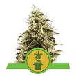Royal Jack Auto - Royal Queen Seeds 2