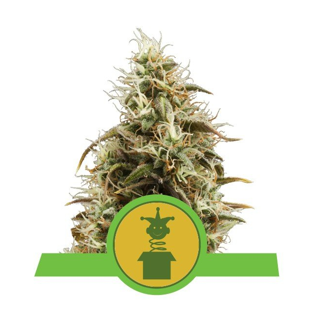 Royal Jack Auto - Royal Queen Seeds 2