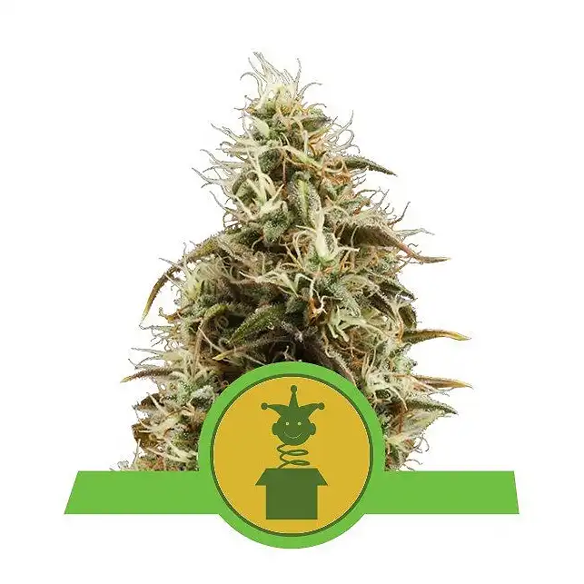 Royal Jack Auto - Royal Queen Seeds 2