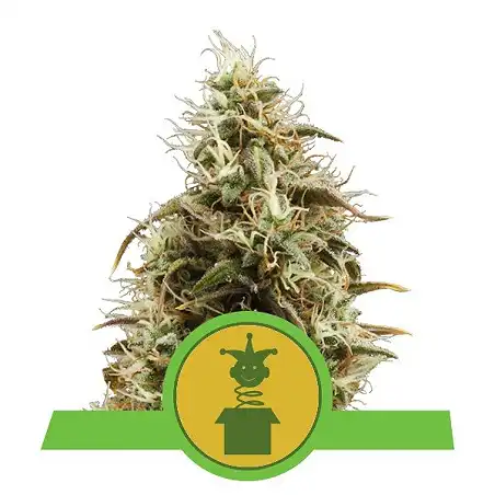 Royal Jack Auto - Royal Queen Seeds 2