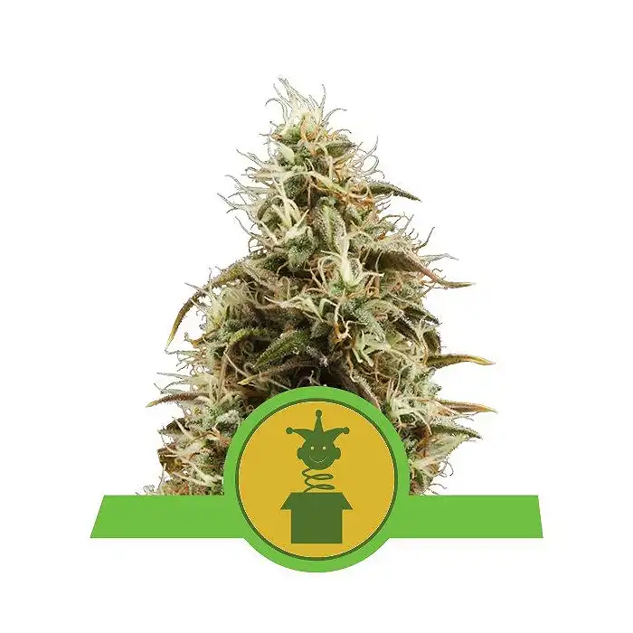 Royal Jack Auto - Royal Queen Seeds 2