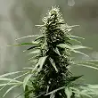 Royal Jack Auto - Royal Queen Seeds 1 Royal Jack Auto - Royal Queen Seeds 1