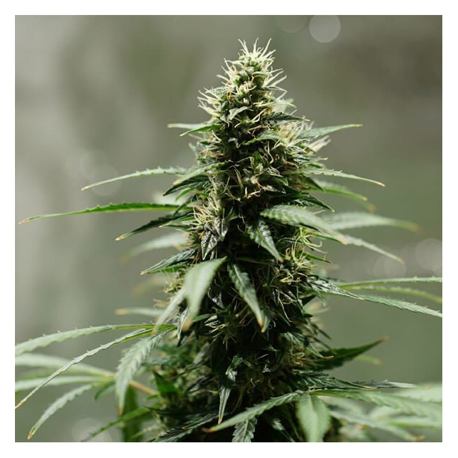 Royal Jack Auto - Royal Queen Seeds 2