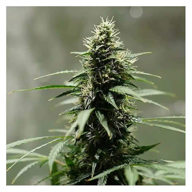 Royal Jack Auto - Royal Queen Seeds 1