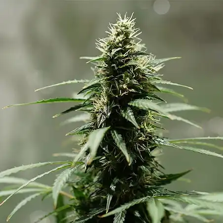 Royal Jack Auto - Royal Queen Seeds 1
