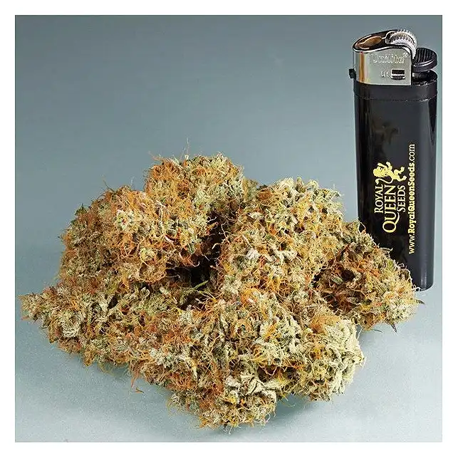 Amnesia Haze Automatic - Royal Queen Seeds 2