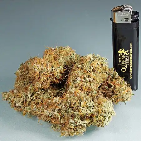 Amnesia Haze Automatic - Royal Queen Seeds 2