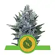 Northern Lights Auto Royal Queen Seeds 4