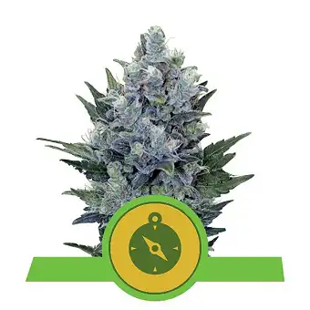 Northern Lights Auto Royal Queen Seeds 4