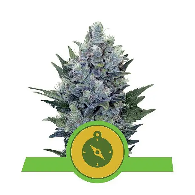 Northern Lights Auto Royal Queen Seeds 4