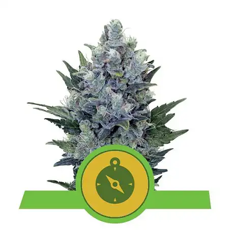 Northern Lights Auto Royal Queen Seeds 4