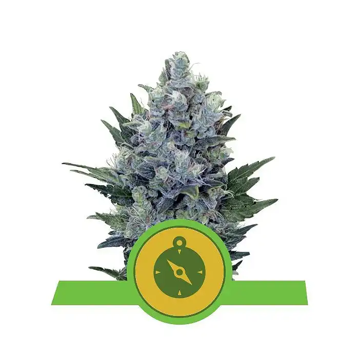 Northern Lights Auto Royal Queen Seeds 4