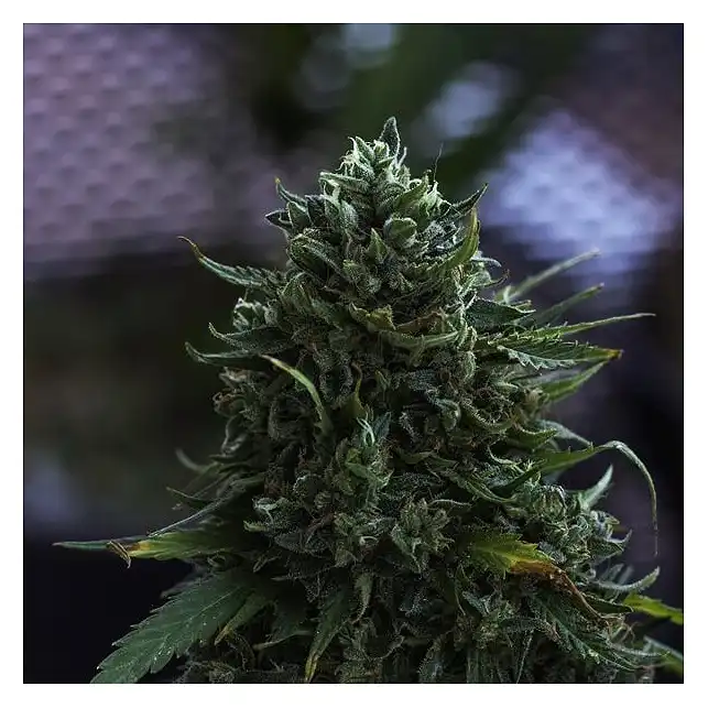 Northern Lights Auto Royal Queen Seeds 1