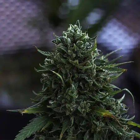 Northern Lights Auto Royal Queen Seeds 1