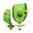 Northern Lights Auto Royal Queen Seeds 2 Northern Lights Auto Royal Queen Seeds 2