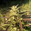 Northern Lights Auto Royal Queen Seeds 3 Northern Lights Auto Royal Queen Seeds 3