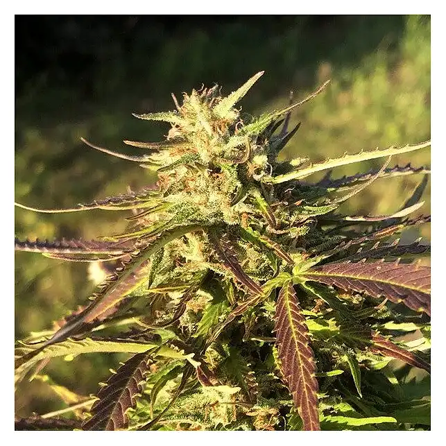 Northern Lights Auto Royal Queen Seeds 3
