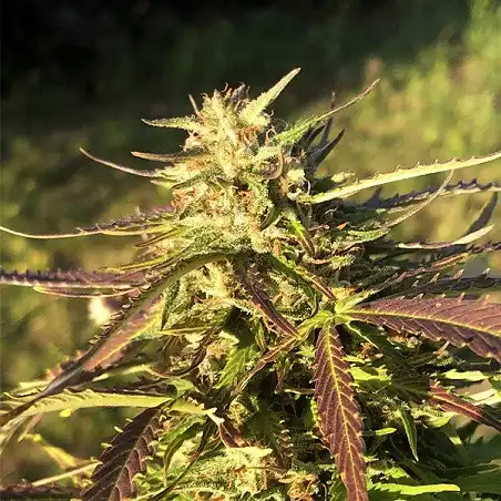 Northern Lights Auto Royal Queen Seeds 3