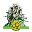 Bubble Kush Automatic - Royal Queen Seeds 2