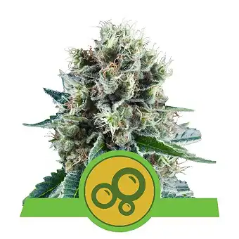 Bubble Kush Automatic - Royal Queen Seeds 2
