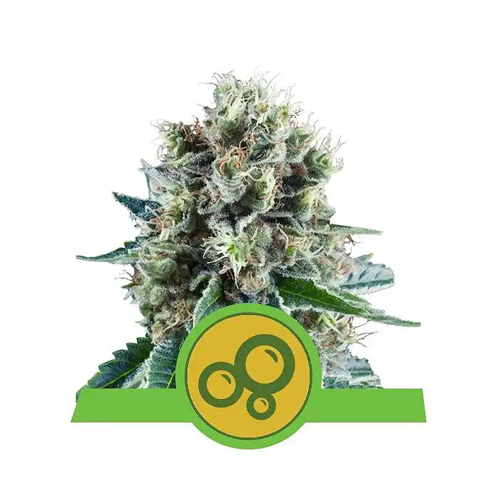 Bubble Kush Automatic - Royal Queen Seeds 2