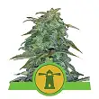 Royal Haze Auto - Royal Queen Seeds 3