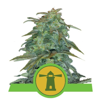 Royal Haze Auto