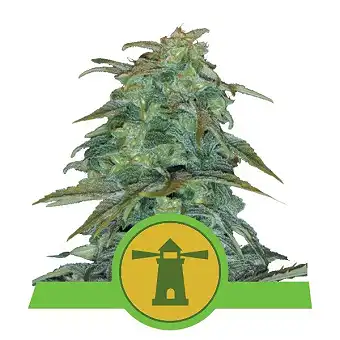 Royal Haze Auto - Royal Queen Seeds 3