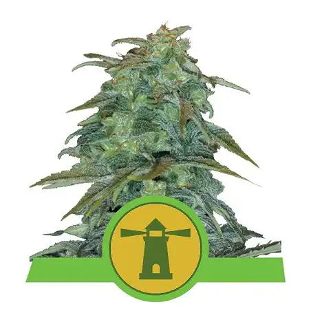 Royal Haze Auto - Royal Queen Seeds 3