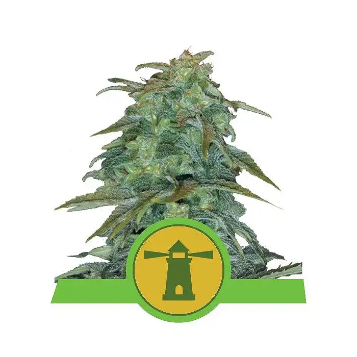 Royal Haze Auto - Royal Queen Seeds 3