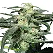Royal Haze Auto - Royal Queen Seeds