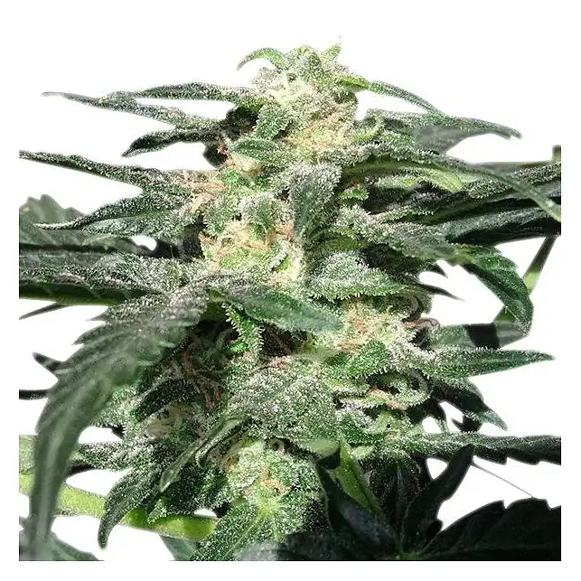 Royal Haze Auto - Royal Queen Seeds