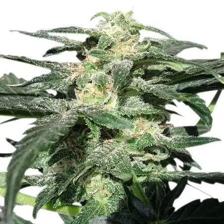 Royal Haze Auto - Royal Queen Seeds