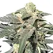Royal Haze Auto - Royal Queen Seeds 1