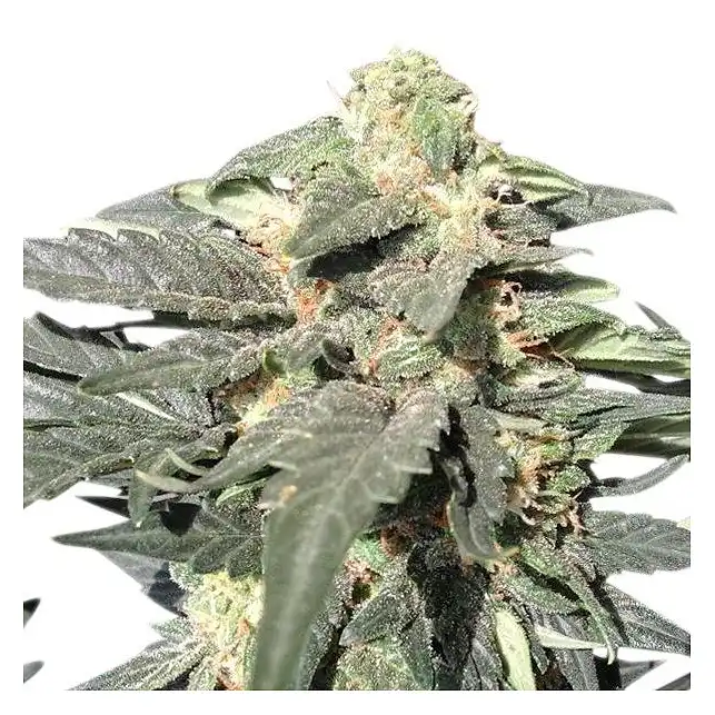 Royal Haze Auto - Royal Queen Seeds 1