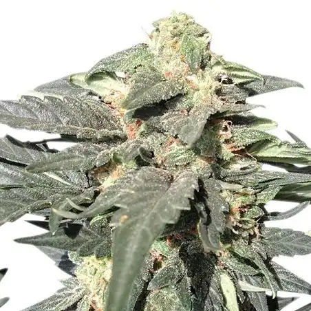 Royal Haze Auto - Royal Queen Seeds 1