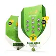 Royal Haze Auto - Royal Queen Seeds 2