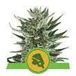 Royal Cheese Automatic - Royal Queen Seeds 2