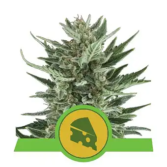 Royal Cheese Automatic - Royal Queen Seeds 2