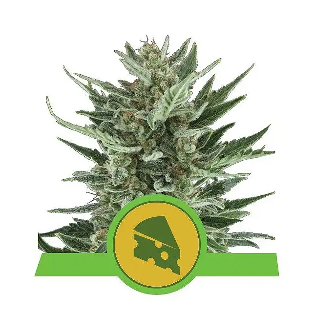 Royal Cheese Automatic - Royal Queen Seeds 2