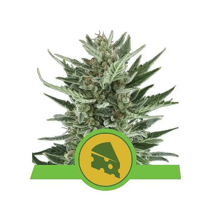 Royal Cheese Automatic - Royal Queen Seeds 2